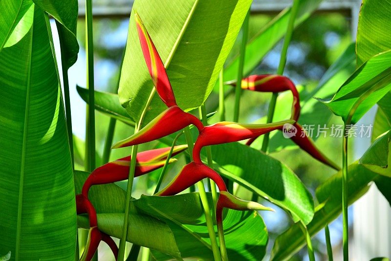 Heliconia /龙虾爪/巨嘴鸟峰